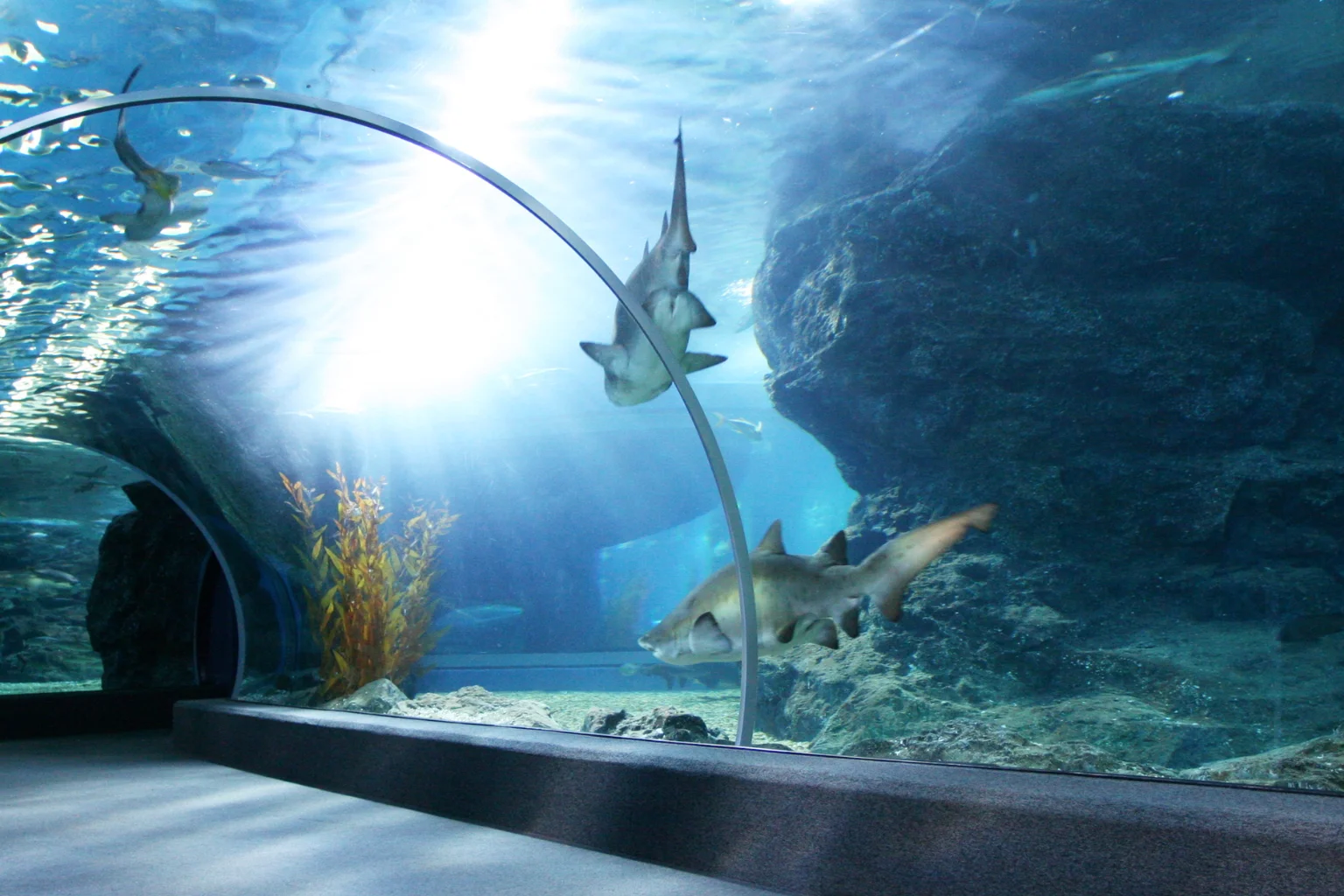 que faire vacances noel lyon