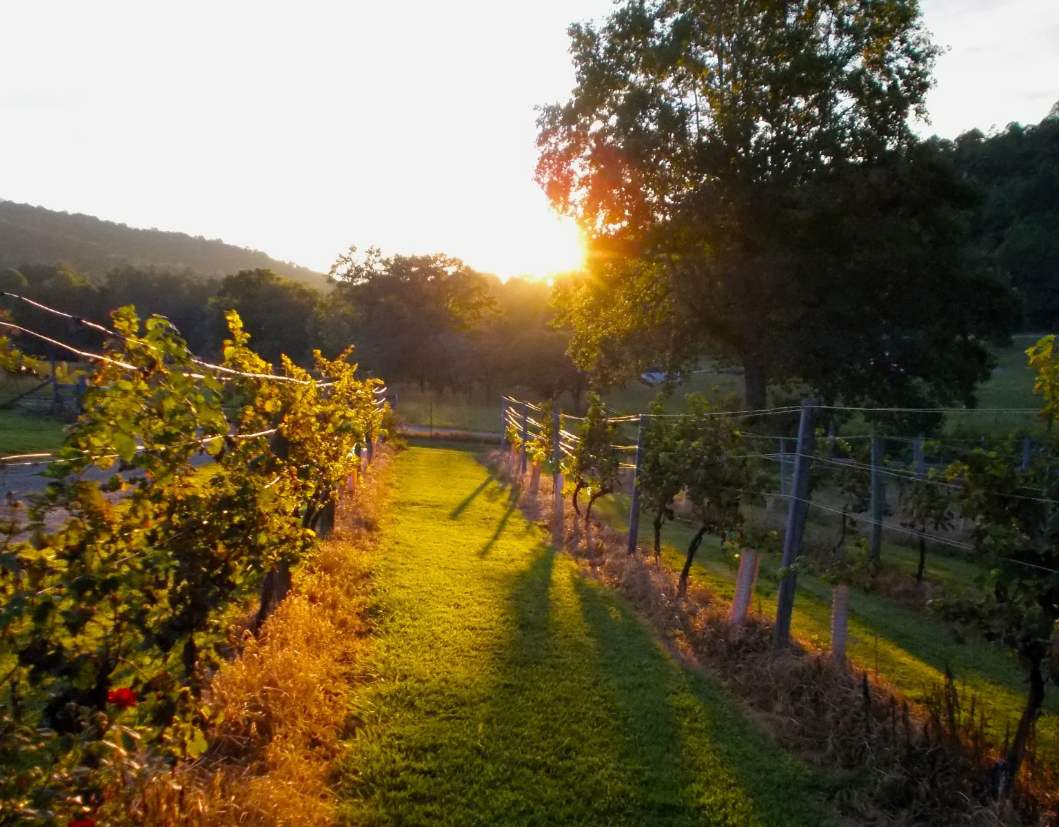 s'occuper à lyon l'été